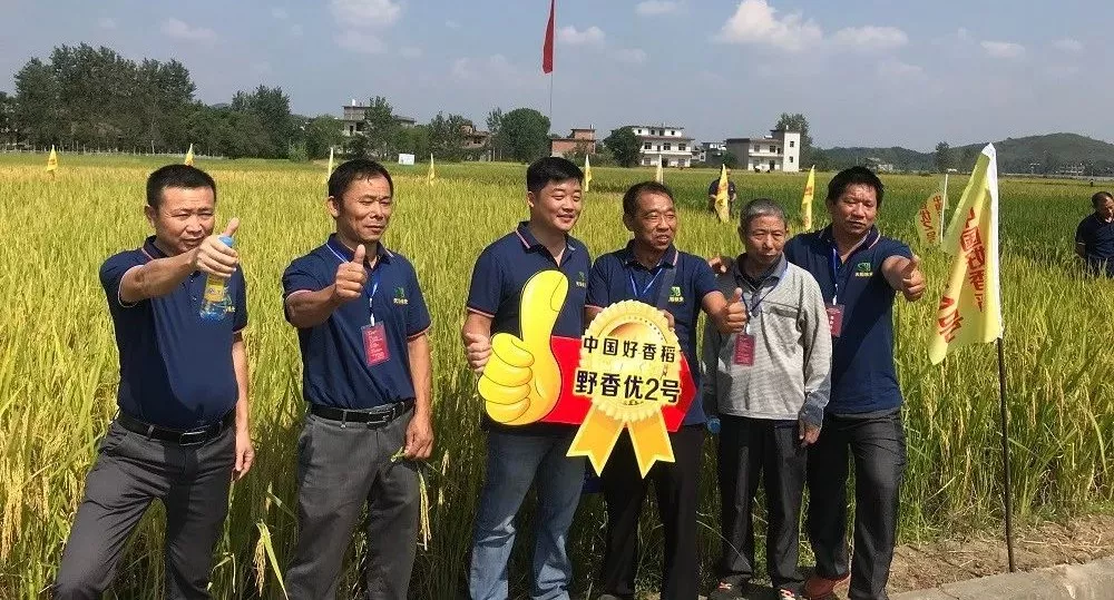 秈稻不好吃？秈稻也好吃！是什么讓院士改觀？