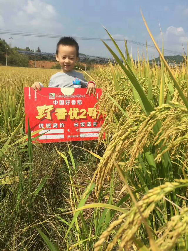 2019年該種什么品種的水稻？這個(gè)既優(yōu)質(zhì)又香的系列品種值得青睞！