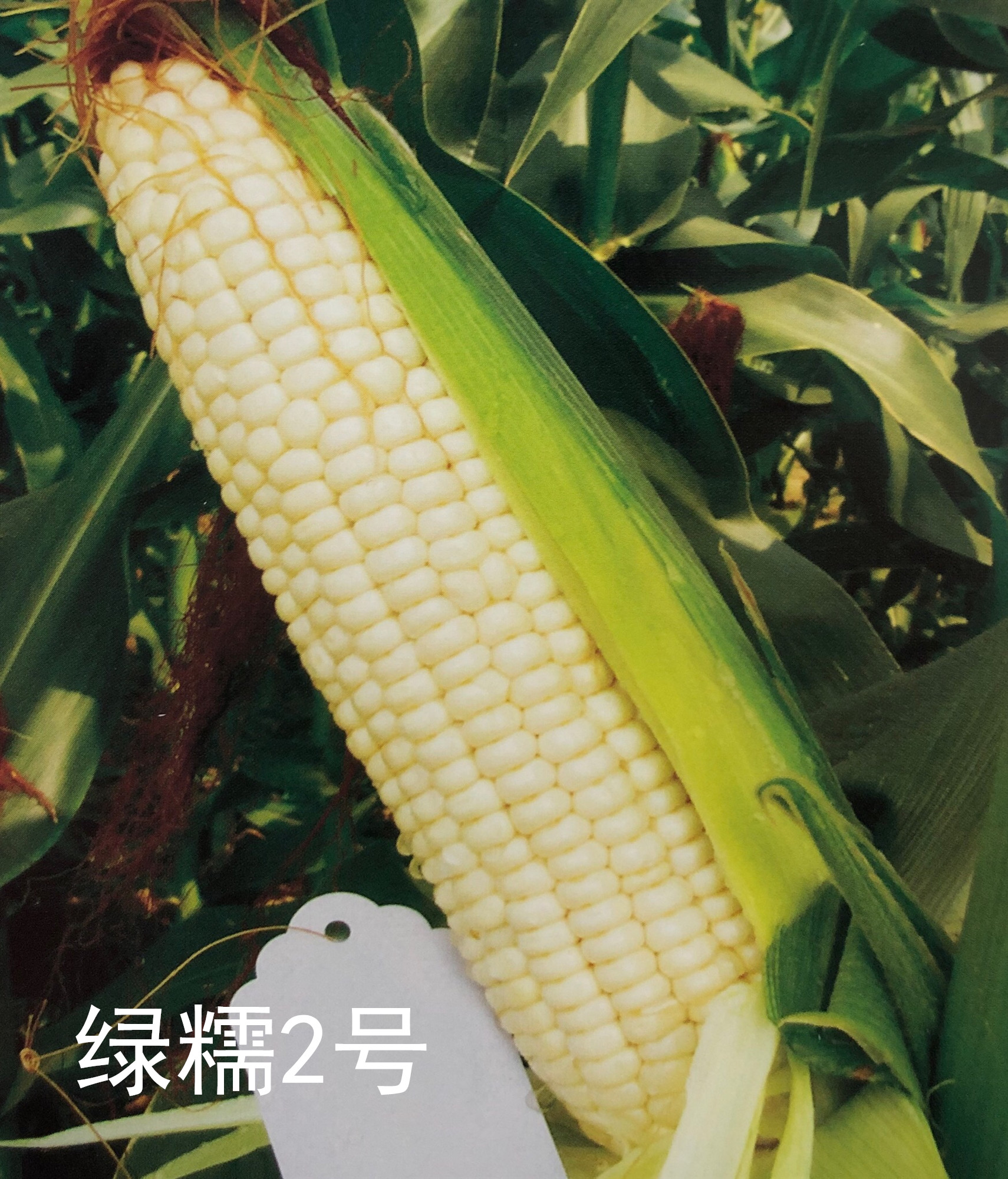 綠糯2號在安徽榮獲2019鮮食玉米品種風(fēng)味金獎！